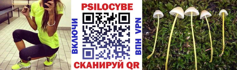 Купить где  Ковров  Галлюциногенные грибы Cubensis 